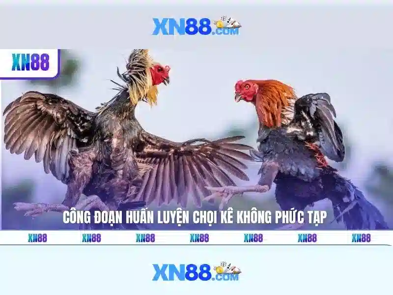 'Giới thiệu về xn88'