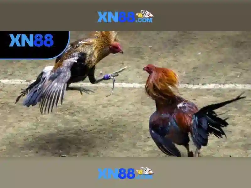 Trải nghiệm người dùng và hỗ trợ