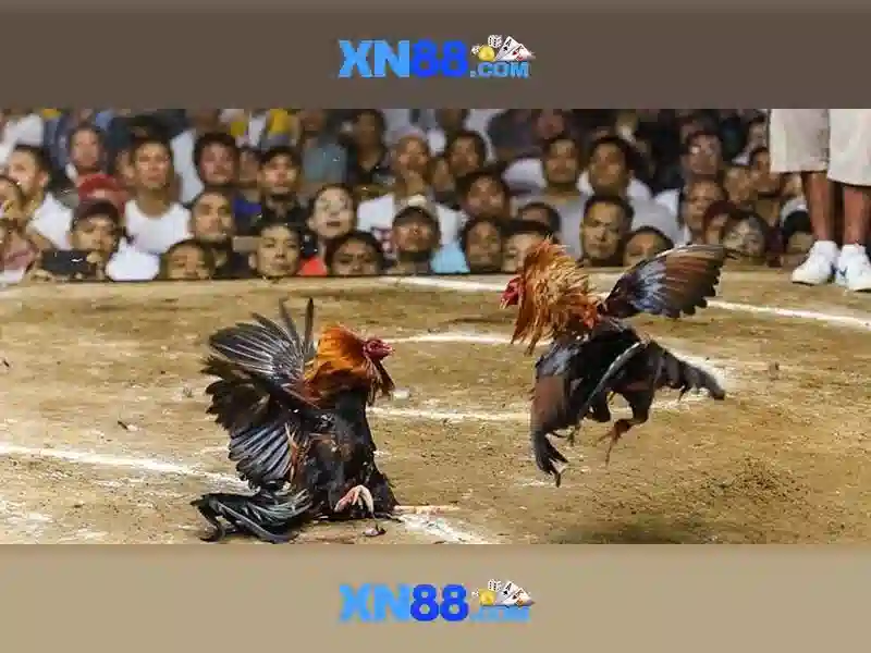 Các tính năng nổi bật của xn88
