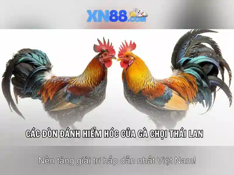 Giới thiệu về xn88